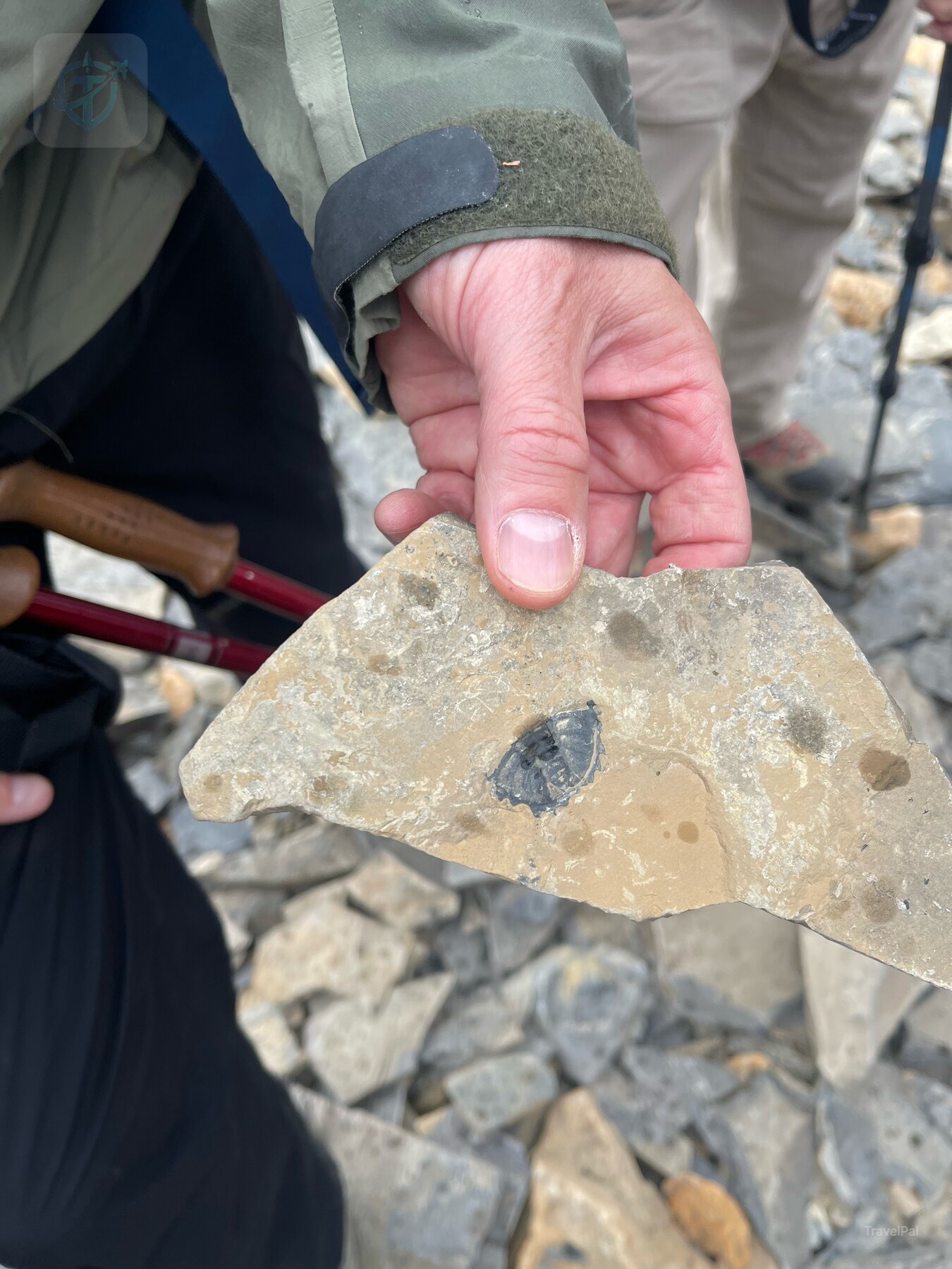 A hand holding a shale fragment with a small fossil impression