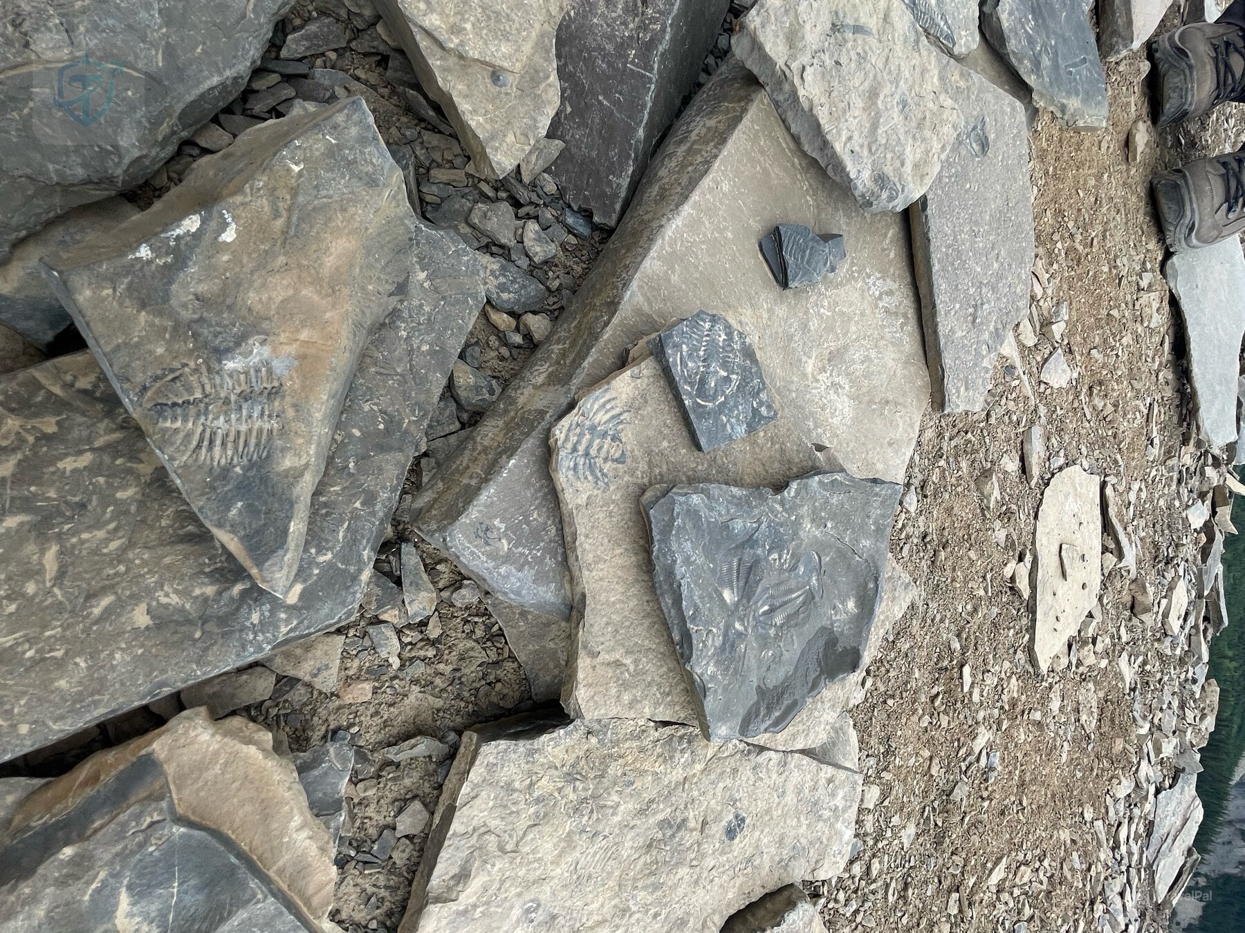 Loose shale fragments and fossil-bearing rock along the protected fossil route