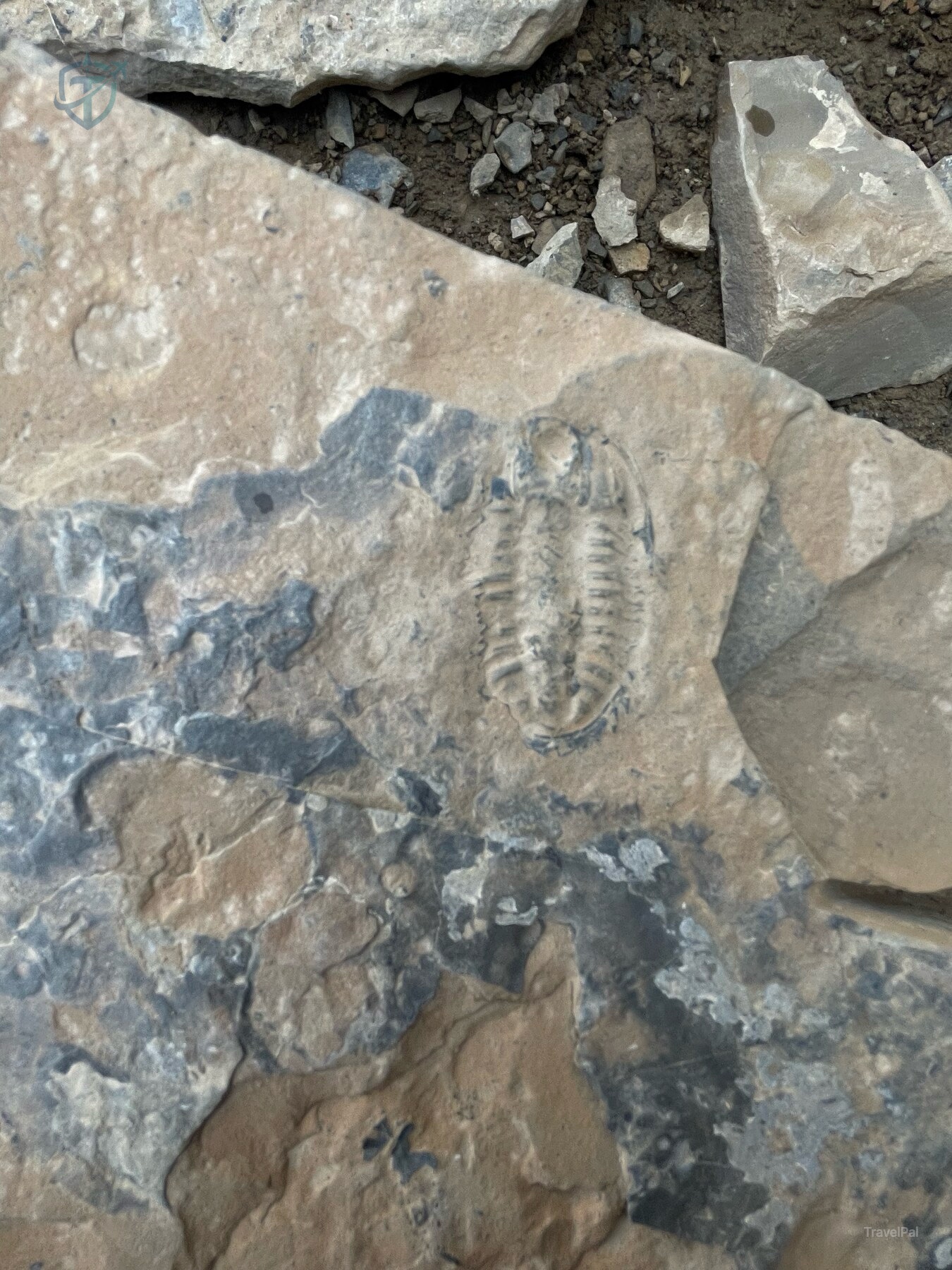 Fossil impression visible in a pale shale slab on the ground