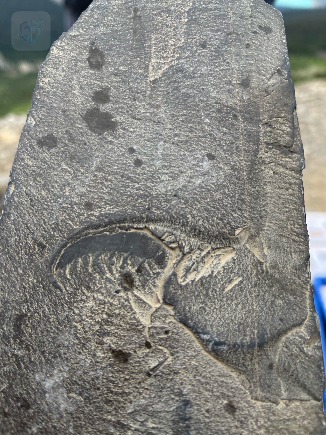 Dark fossil outline preserved in a vertical piece of shale