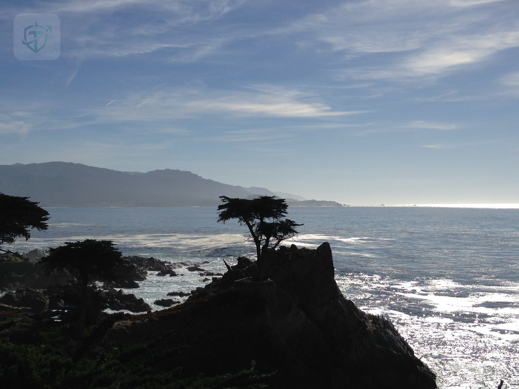 Silhouetted coastal tree above a bright Pacific shoreline and distant headland