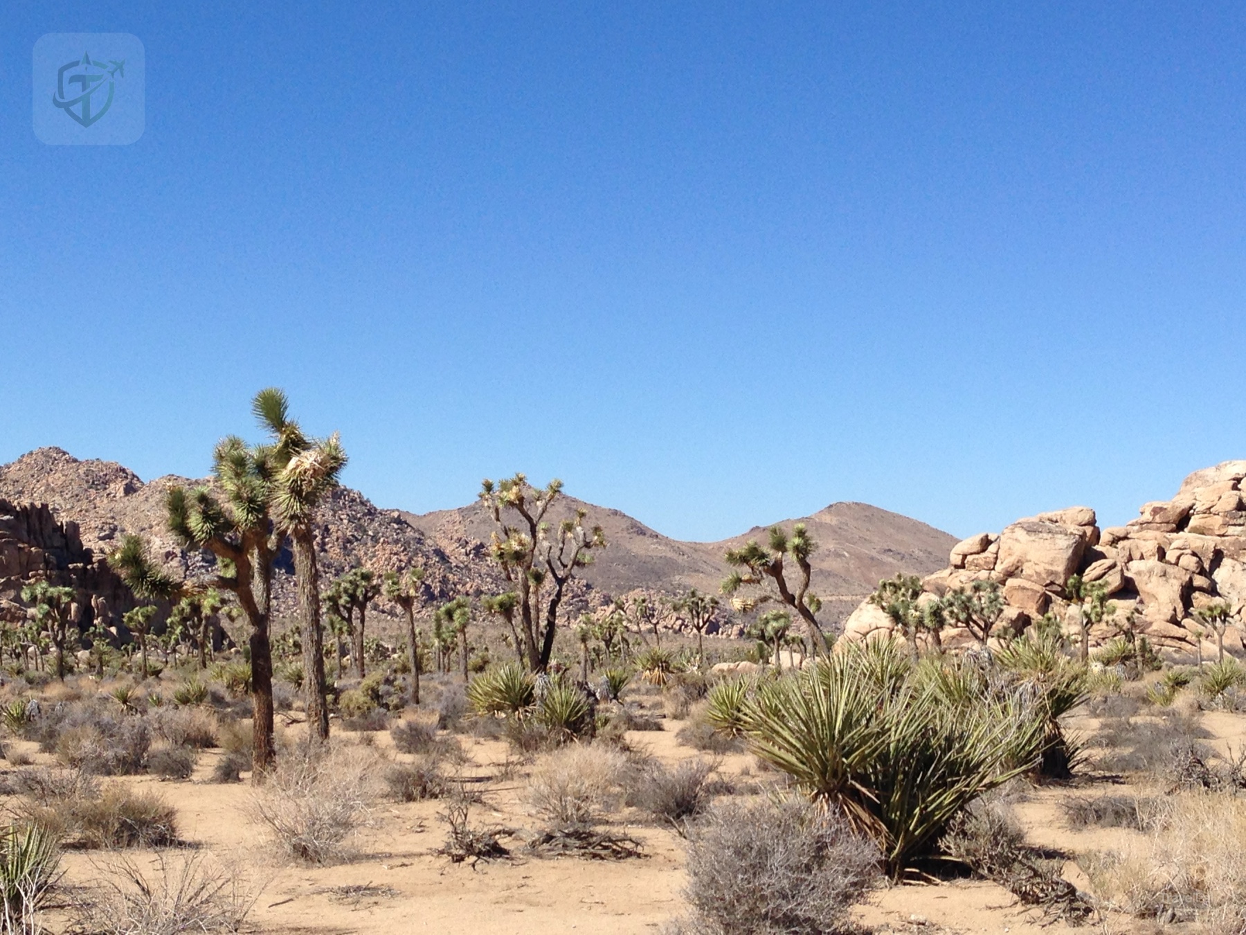 Open grove of Joshua trees and yucca spread across a sandy desert floor below low mountains
