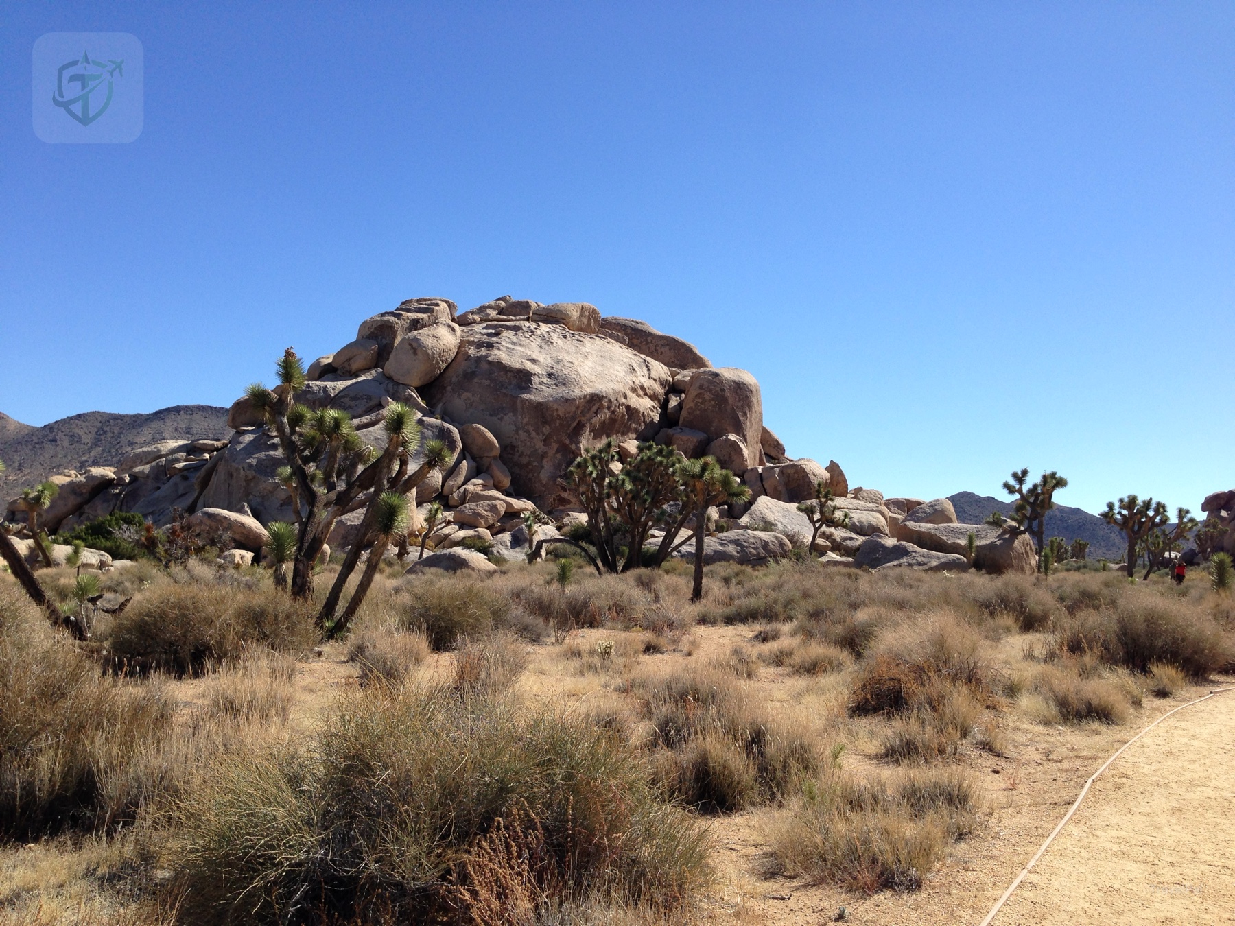 Rounded granite boulder rising above Joshua trees and desert grass in Joshua Tree National Park
