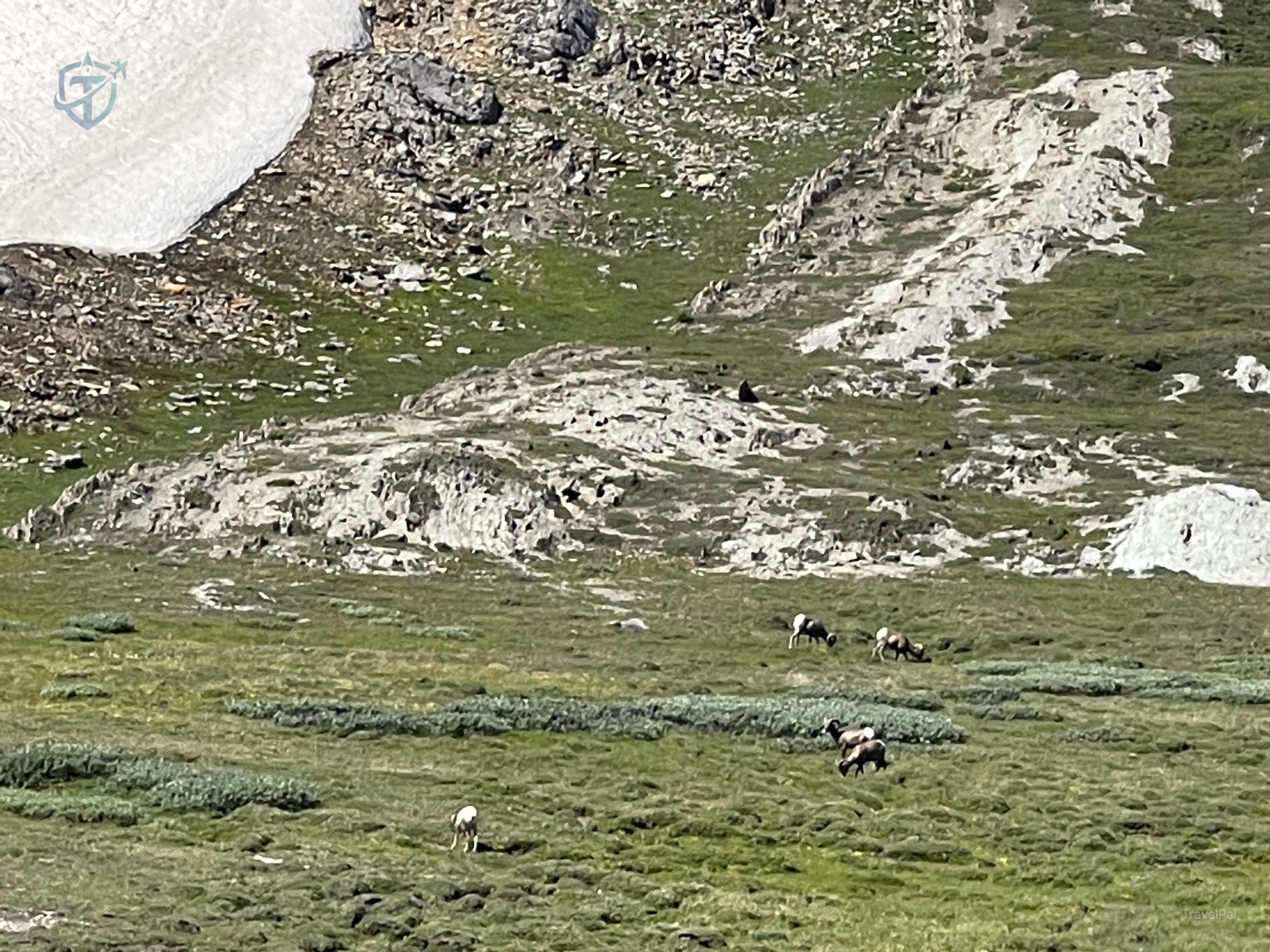 Bighorn sheep grazing on a green alpine meadow beside lingering snow at Wilcox Pass