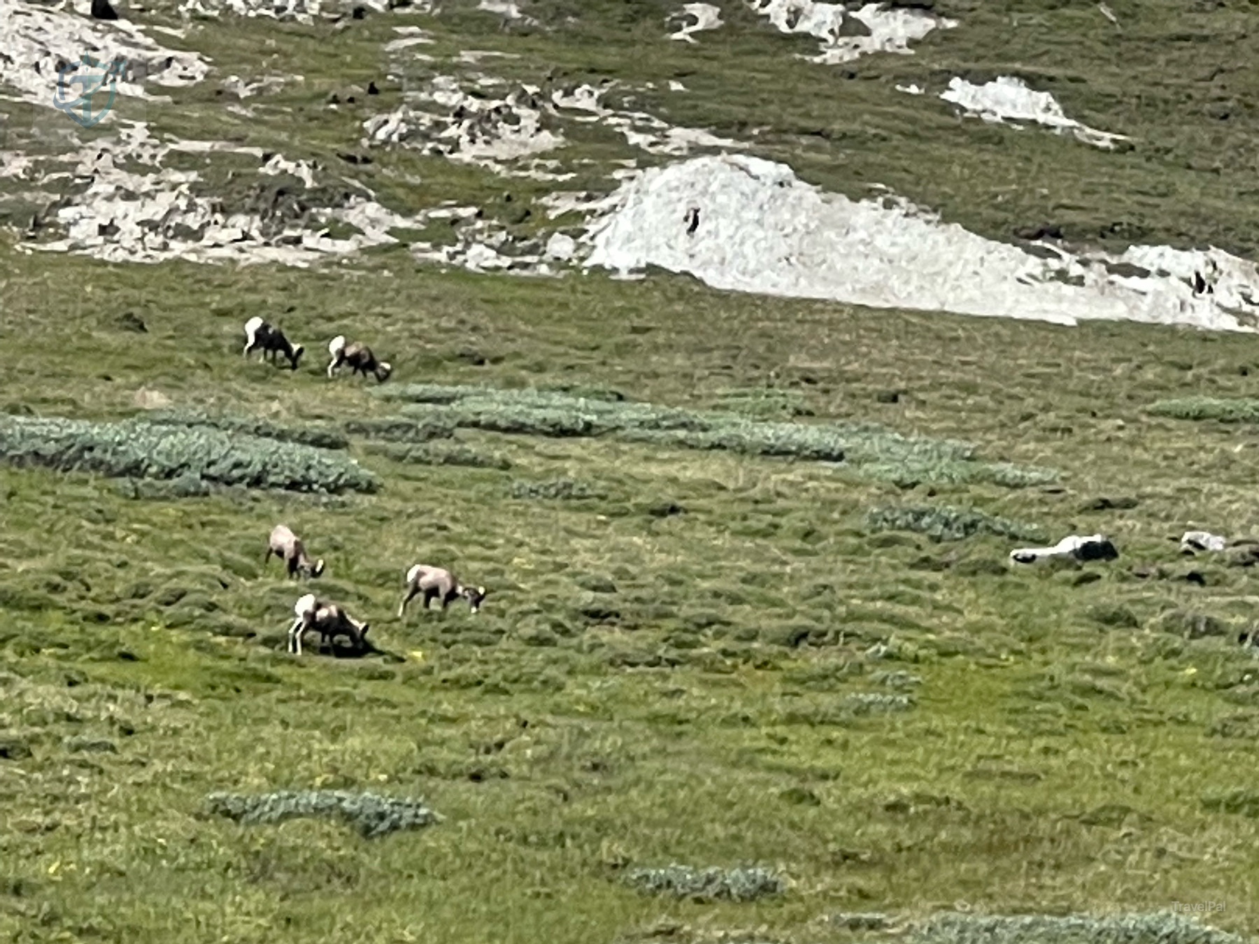 A closer view of bighorn sheep grazing among low alpine plants and pale rocks