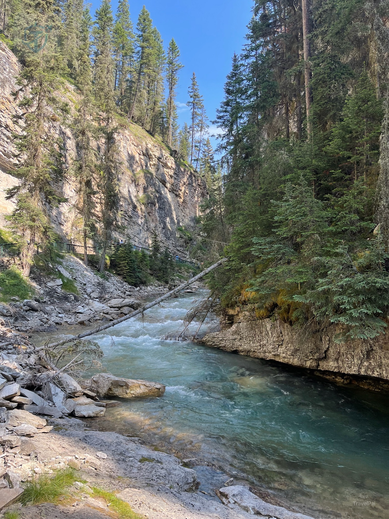 Johnston Creek rushing through a rocky forested section of the canyon